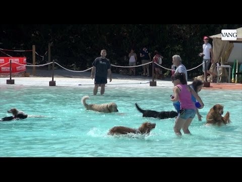 Parque acuático para perros andalucía